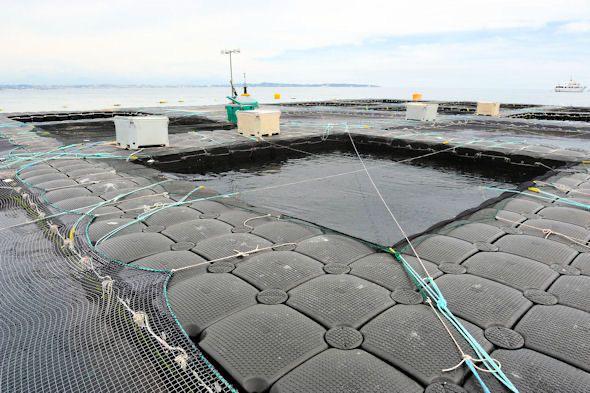 PONTONS FLOTTANTS CUBISYSTEM - FERME AQUACOLE